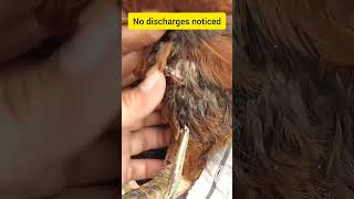 కోడిపుంజు పందెంకోడి sutureremoval wound healed poultry [upl. by Phyllida818]