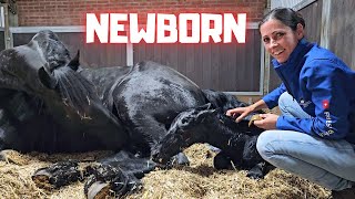 Welcome to the world newborn Yfke I have to help  This is very special  Friesian Horses [upl. by Emmi]