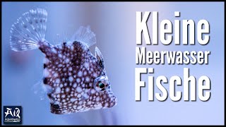 Nano Fische für kleines Meerwasseraquarium  AquaOwner [upl. by Garwood]