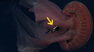 The Biggest Jellyfish Ever Discovered [upl. by Polard]