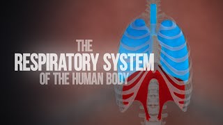 Respiration in Organisms Class 7 Science  Breathing and Breathing Rate [upl. by Sergent296]