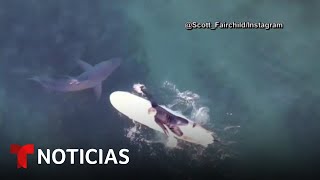 En video Tiburones nadan junto a surfistas en California  Noticias Telemundo [upl. by Lipkin]