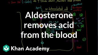 Aldosterone removes acid from the blood  Renal system physiology  NCLEXRN  Khan Academy [upl. by Alicirp998]