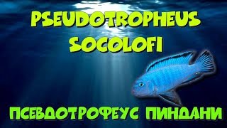 Пиндани Псевдотрофеус Соколова нерест Pseudotropheus socolofi spawn [upl. by Olmstead]