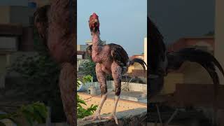 rooster aseel chicken chickensong funny hen rooster animals funnychickensong [upl. by Letnuahc]