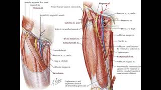 16VEINS AND LYMPHATICS OF LOWER LIMB [upl. by Adnahsam]