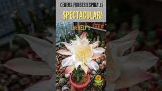 Cereus Forbesii Spiralis ytshorts cactus cactusflowers [upl. by Elboa]