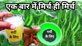 मिर्च एक बार में फलों से भर जायेगी  Best Fertilizer For Chilli Plant  Home Garden [upl. by Kurys]