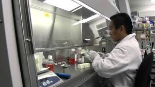 Malaria culture Cryopreservation [upl. by Corrina]