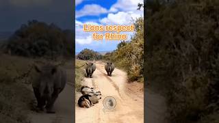 No lions are not afraid of rhinos animals wildlife rhino fypシ゚ funnyvideos fact [upl. by Ahsenrad]