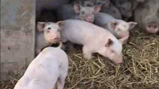 Abel amp Cole Organic Pig Farms [upl. by Nilrem]