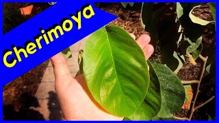 El Bumpo Cherimoya Foliar Feeding BEFORE amp AFTER [upl. by Skippie]