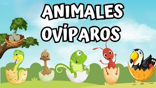 ANIMALES OVÍPAROS LISTA DE ANIMALES PARA NIÑOS [upl. by Trebor793]