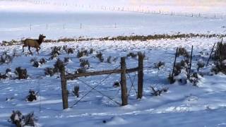 Jicarilla Apache Reservation Elk Crossing [upl. by Wright674]