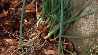 How to Harvest Perennial Bunching Onions  Fall Gardening [upl. by Adnavoj]