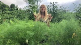 Growing Fennel in the Northeast [upl. by Merrilee533]