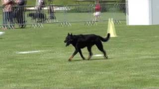 Beauceron Nationale d Elevage 2009 Ring 3 4 partie [upl. by Doubler937]