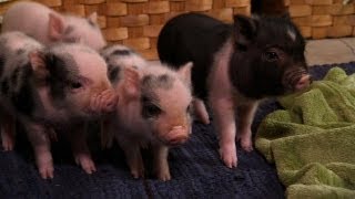 Perfectly Precious Potbelly Pigs  Too Cute [upl. by Perrin]