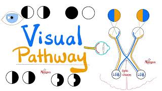 Visual Pathway amp its defects  Optic nerve  Optic Chiasm  Optic tract  Lateral Geniculate Body [upl. by Eixor]