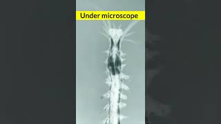 Under microscope viralreelschallenge undermicroscope youtubeviralshorts [upl. by Dickerson]