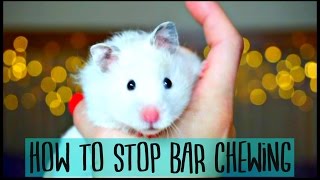 HOW TO STOP HAMSTER BAR CHEWING 🐹 [upl. by Ahseinek]