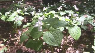 Learning About Trillium [upl. by Timothy]