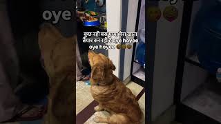 Oye Hoye Oye Hoye 🤪trending funny dog goldenretriever pets viralshorts trendingshorts viral [upl. by Leunamesoj]