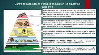 Cadenas y redes tróficas INEM 4° JT [upl. by Noli633]