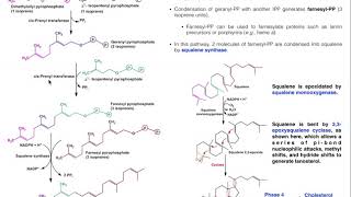 Cholesterol Biosynthesis  Stage 3 Generating Squalene amp Lanosterol [upl. by Martella]