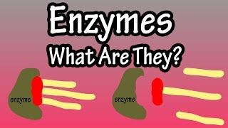 Enzymes  What Are Enzymes How Do They Work  Functions Of Enzymes In The Body [upl. by Yenial]