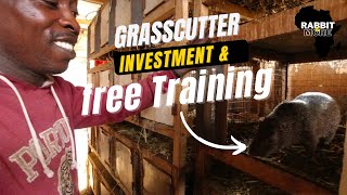 Grasscutter Investment amp Free Training  Grasscutter Farming in Ghana [upl. by Spense]