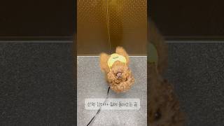 개코는 역시 개코인가 어떻게 알았지 강아지 귀여운댕댕이 반려견 개코홍초코 dog poodle천재견 [upl. by Ettegroeg]