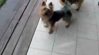 Australian silky terrier playing with ball [upl. by Kellen736]