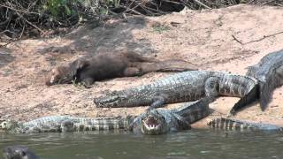 Giant otter and Yacare caiman [upl. by Yvon]