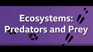 BBC Bitesize KS3 Biology Ecosystems Predators amp prey [upl. by Aicital]