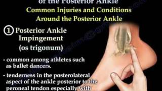 Posterior Ankle  Anatomy And Injury  Everything You Need To Know  Dr Nabil Ebraheim [upl. by Eldreda]