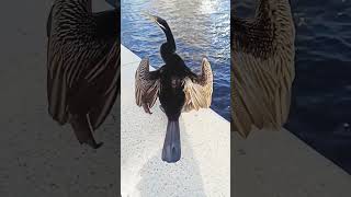 Australian Darter Bird birds ag24may perth australia viral shorts yshorts [upl. by Dianne]