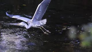 The Local Heron at Saughton Park [upl. by Huldah]