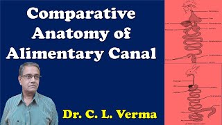 Comparative anatomy of Alimentary canal in Vertebrates [upl. by Monte208]