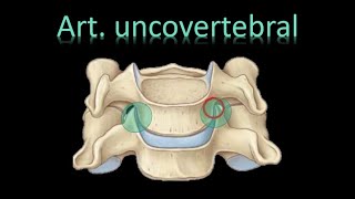 🦵Articulación uncovertebral  Luschka  Art Regionales cervical   Columna Vertebral  Anatomía [upl. by Thamos602]