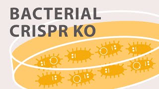 Gene Silencing Methods CRISPR vs TALENs vs RNAi [upl. by Elfont]