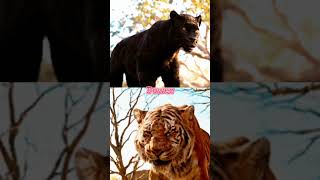 Bagheera Vs Shere Khan 2016 Edit [upl. by Naujet68]