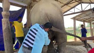 Chitwan National Park officials care elephant more than their life Dystocia case treatment Nepal [upl. by Suedama]