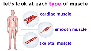 Types of Tissue Part 3 Muscle Tissue [upl. by Evette293]