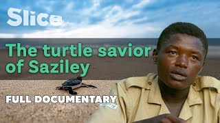 The turtle savior of Saziley  SLICE  Full documentary [upl. by Aliekahs]