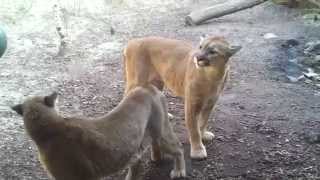 Puma Paarung Zoo am Meer Bremerhaven [upl. by Leslie]