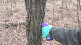 Drill and Fill Invasive Tree Treatment [upl. by Enneirda]