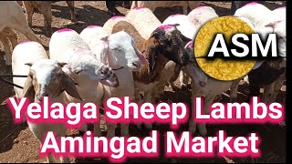 Episode 84  Amingad Yelaga Sheep Market Bagalkot district Karnataka India 27th May 2023 [upl. by Eustace]