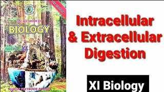 Intracellular amp Extracellular Digestion XI Biology [upl. by Kirt]