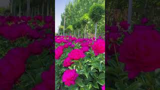 Peony planting peony happiness rural spring farming season rural areas fast moving [upl. by Aidiruy]